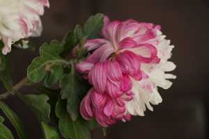 CHRYSANTHEMUM-24 (19)